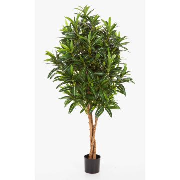 Artificial Ficus Longifolia AVERY, natural stems, green, 4ft/125cm Artificial Ficus Longifolia AVERY, natural stems, green, 4ft/125cm