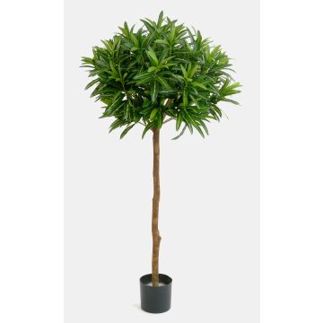 Artificial Ficus Longifolia ISABELLA, real stem, green, 5ft/150cm Artificial Ficus Longifolia ISABELLA, real stem, green, 5ft/150cm