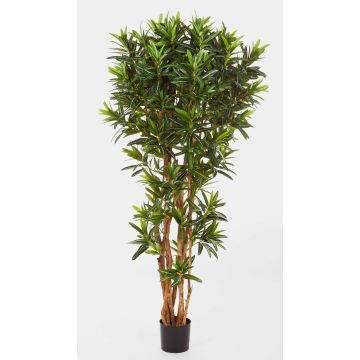 Artificial Ficus Longifolia MIKE, real stems, green, 6ft/180cm Artificial Ficus Longifolia MIKE, real stems, green, 6ft/180cm