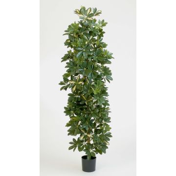 Fake Schefflera ANDREW, natural stems, green-white, 6ft/180cm