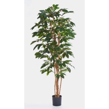 Artificial Coffee tree MOKA, real stems, green, 7ft/210cm Artificial Coffee tree MOKA, real stems, green, 7ft/210cm