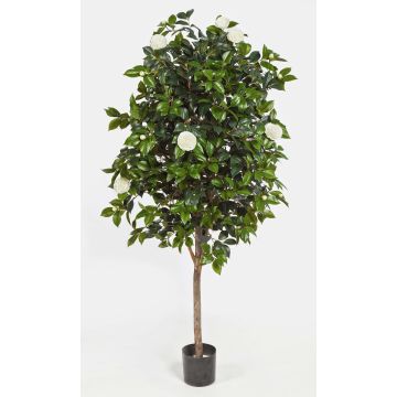 Fake Camellia tree RIKA, real stem, blooms, white, 6ft/170cm Fake Camellia tree RIKA, real stem, blooms, white, 6ft/170cm