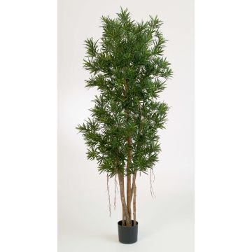 Fake Podocarpus MATEO, natural stems, green, 7ft/210cm Fake Podocarpus MATEO, natural stems, green, 7ft/210cm