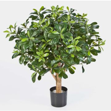Artificial Pittosporum ETHAN, natural stem, 26"/65cm, Ø 26"/65cm