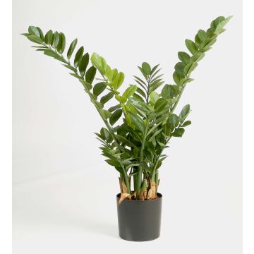 Artificial Zamioculcas Zamiifolia AKONO, green, 3ft/100cm