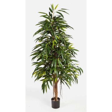 Artificial Ficus Longifolia LENYA, real stems, green, 7ft/210cm Artificial Ficus Longifolia LENYA, real stems, green, 7ft/210cm