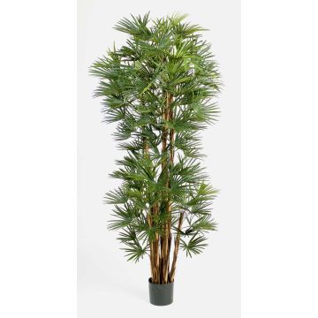 Artificial Broadleaf lady palm SERENA, 6ft/180cm Artificial Broadleaf lady palm SERENA, 6ft/180cm