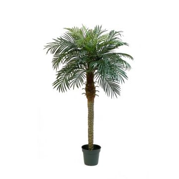 Fake Phoenix palm CAMILA, 5ft/150cm Fake Phoenix palm CAMILA, 5ft/150cm
