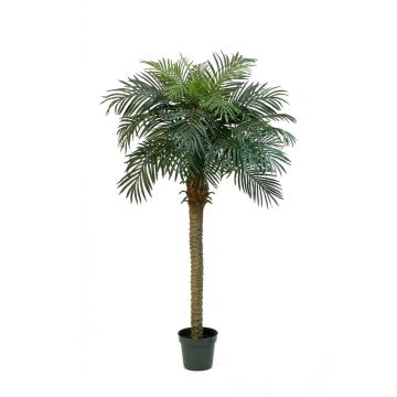 Fake Phoenix palm CAMILA, 6ft/180cm Fake Phoenix palm CAMILA, 6ft/180cm