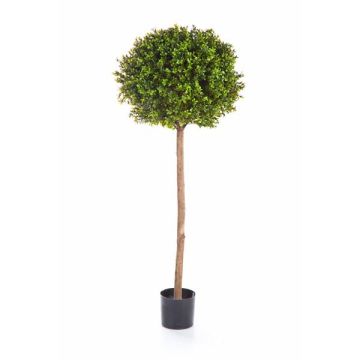 Artificial Boxwood tree TOM, real stem, 5ft/140cm, Ø 20"/50cm Artificial Boxwood tree TOM, real stem, 5ft/140cm, Ø 20"/50cm