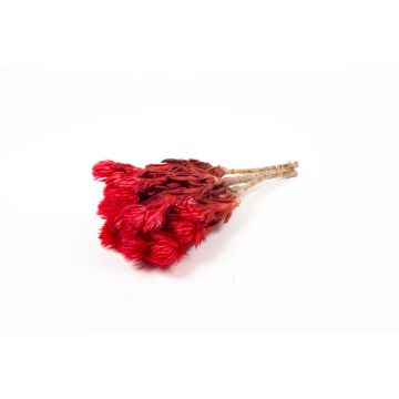 Dried Italian strawflower bouquet BIBIANA, red, 12"-16"/30-40cm, Ø6"/15cm