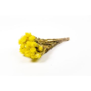 Dried Italian strawflower bouquet BIBIANA, yellow, 12"-16"/30-40cm, Ø6"/15cm