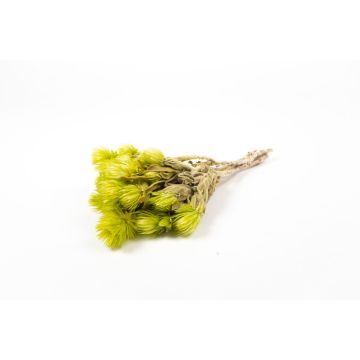 Dried Italian strawflower bouquet BIBIANA, light green, 12"-16"/30-40cm, Ø6"/15cm