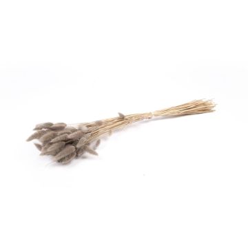 Dried Lagurus grass BORKA, bunch, grey, 22"-30"/55-75cm, Ø4.7"/12cm