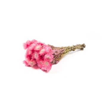 Dried Italian strawflower bouquet BIBIANA, light pink, 14"-18"/35-45cm, Ø6"/15cm