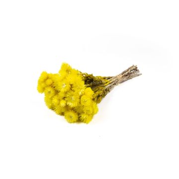 Dried Italian strawflower bouquet BIBIANA, yellow, 14"-18"/35-45cm, Ø6"/15cm