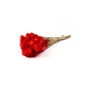 Dried Italian strawflower bouquet BIBIANA, red, 14"-18"/35-45cm, Ø6"/15cm