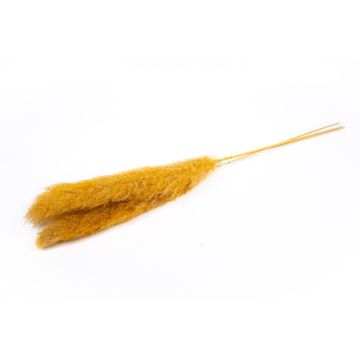 Dried bunch of pampas grass ANIAMI, orange-yellow, 4ft-5ft/130-140cm, Ø8"/20cm