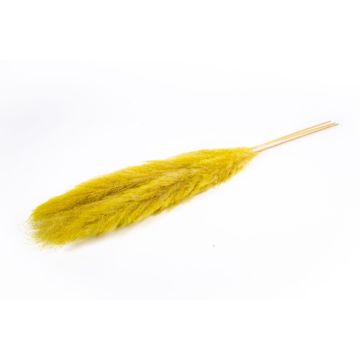 Dried bunch of pampas grass ANIAMI, yellow, 4ft-5ft/130-140cm, Ø8"/20cm