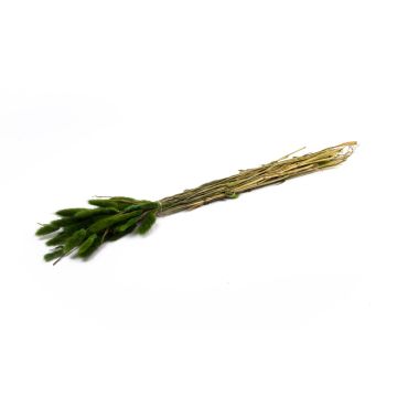 Dried Lagurus grass BORKA, bunch, green, 22"-30"/55-75cm, Ø4.7"/12cm