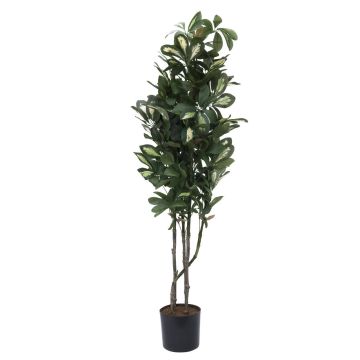 Plastic Schefflera PAMINA, artificial stems, green-white, 4ft/120cm