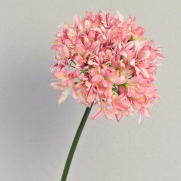 Artificial agapanthus AKALI, light pink-pink, 3ft/100cm