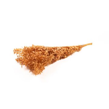 Dried ruscus branches AGNIATA, terracotta, 28"-30"/70-75cm, Ø7"/17cm
