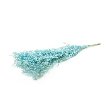 Dried ruscus branches AGNIATA, light blue, 28"-30"/70-75cm, Ø7"/17cm