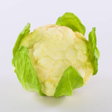 False cabbage SINEO, white-green, 4"/10,5cm, Ø7"/18cm False cabbage SINEO, white-green, 4"/10,5cm, Ø7"/18cm