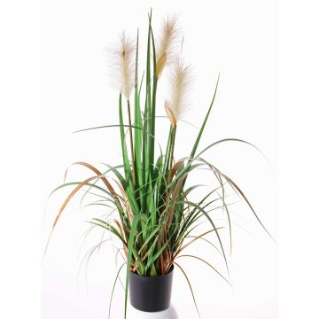 Silk reed grass EYOTA with panicles, green-brown, 31"/80cm Silk reed grass EYOTA with panicles, green-brown, 31"/80cm