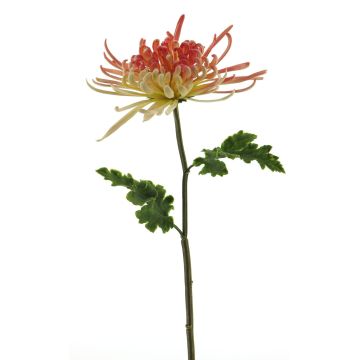 Decorative chrysanthemum YASULI, pink-yellow, 28"/70cm Decorative chrysanthemum YASULI, pink-yellow, 28"/70cm