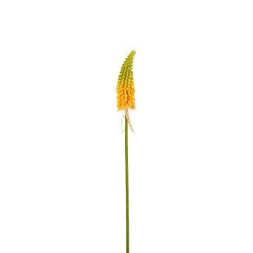 Decorative flower Red hot poker MAVORA, green-yellow, 31"/80cm Decorative flower Red hot poker MAVORA, green-yellow, 31"/80cm