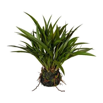 Decorative grass Chinese silvergrass SIMVO, soil ball, roots, green, 14"/35cm