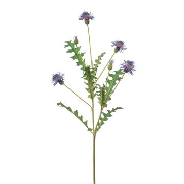 False cornflower XAVANNAH, blue-violet, 3ft/95cm False cornflower XAVANNAH, blue-violet, 3ft/95cm