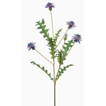 False cornflower XAVANNAH, blue-violet, 3ft/95cm