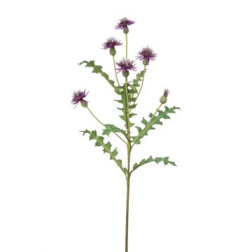 False cornflower XAVANNAH, violet, 3ft/95cm False cornflower XAVANNAH, violet, 3ft/95cm