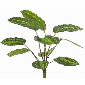 Artificial Calathea roseopicta WENFYN, stem, green, 22"/55cm Artificial Calathea roseopicta WENFYN, stem, green, 22"/55cm