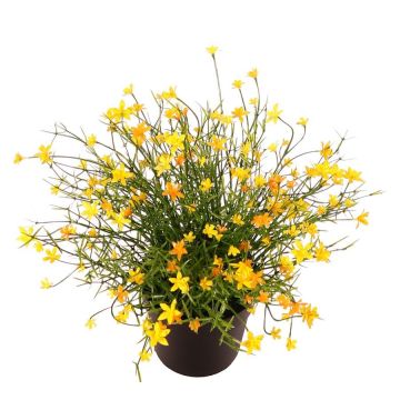 Decorative Impatiens GISINDA in decorative pot, yellow, 10"/25cm Decorative Impatiens GISINDA in decorative pot, yellow, 10"/25cm