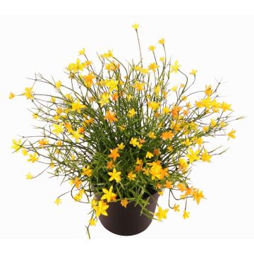 Decorative Impatiens GISINDA in decorative pot, yellow, 10"/25cm Decorative Impatiens GISINDA in decorative pot, yellow, 10"/25cm