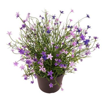 Decorative Impatiens GISINDA in decorative pot, purple, 10"/25cm Decorative Impatiens GISINDA in decorative pot, purple, 10"/25cm