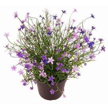 Decorative Impatiens GISINDA in decorative pot, purple, 10"/25cm Decorative Impatiens GISINDA in decorative pot, purple, 10"/25cm