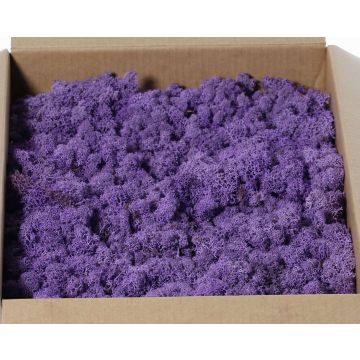 Real Icelandic moss SVEINBJÖRN, purple, 2.7kg Real Icelandic moss SVEINBJÖRN, purple, 2.7kg