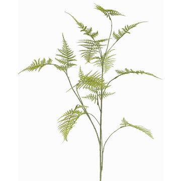 Decorative Asparagus plumosus branch UHERA, green, 5ft/140cm Decorative Asparagus plumosus branch UHERA, green, 5ft/140cm