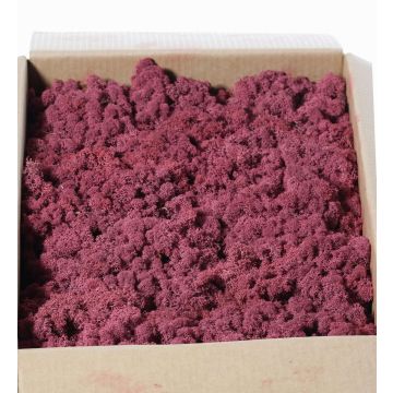 Genuine Icelandic moss SVEINBJÖRN, mauve, 2.7kg