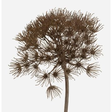Fake hogweed umbel JEROME, brown, 31"/80cm, Ø8"/20cm