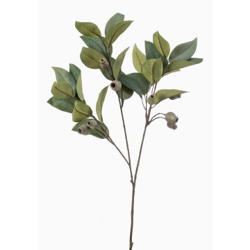 Decorative branch eucalyptus VIZIMIR with fruits, green, 31"/80cm