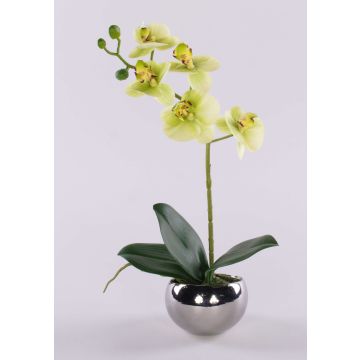 Decorative Phalaenopsis orchid 'ZARMINAH' in a ceramic pot, roots, cream-green, 12"/30cm Decorative Phalaenopsis orchid 'ZARMINAH' in a ceramic pot, roots, cream-green, 12"/30cm