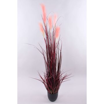 Decorative pampas grass WERNHILD with panicles, decorative pot, red-brown, 5ft/150cm Decorative pampas grass WERNHILD with panicles, decorative pot, red-brown, 5ft/150cm