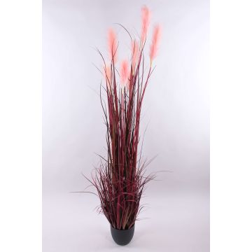 Decorative pampas grass WERNHILD with panicles, decorative pot, red-brown, 6ft/180cm Decorative pampas grass WERNHILD with panicles, decorative pot, red-brown, 6ft/180cm