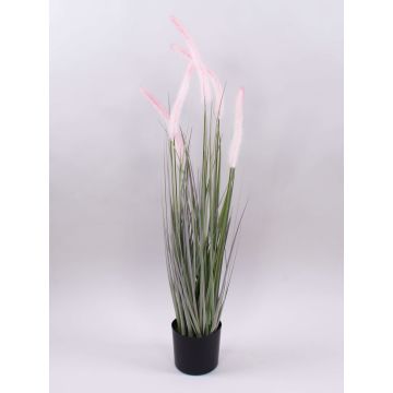 Decorative fountain grass PARIDKO with panicles, pink-green, 35"/90cm Decorative fountain grass PARIDKO with panicles, pink-green, 35"/90cm